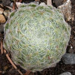 Sempervivum - Dachwurz - Hauswurz